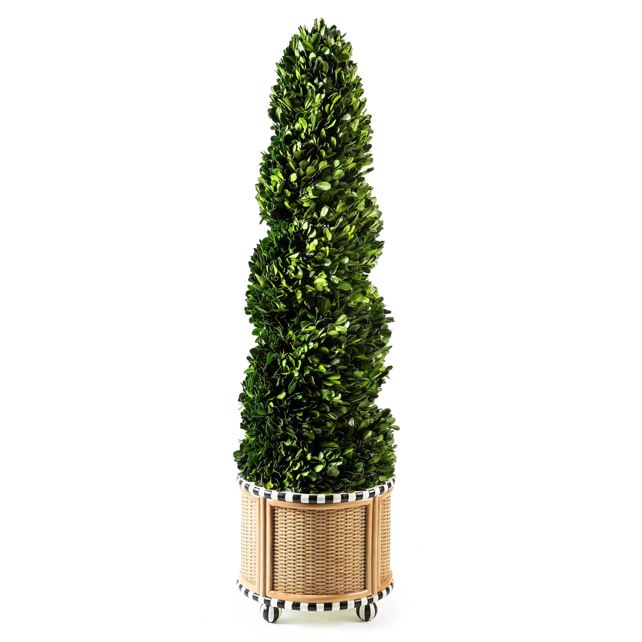 MacKenzie-Childs Basket Weave Spiral Medium Boxwood Topiary| Spring|Greenery & Florals