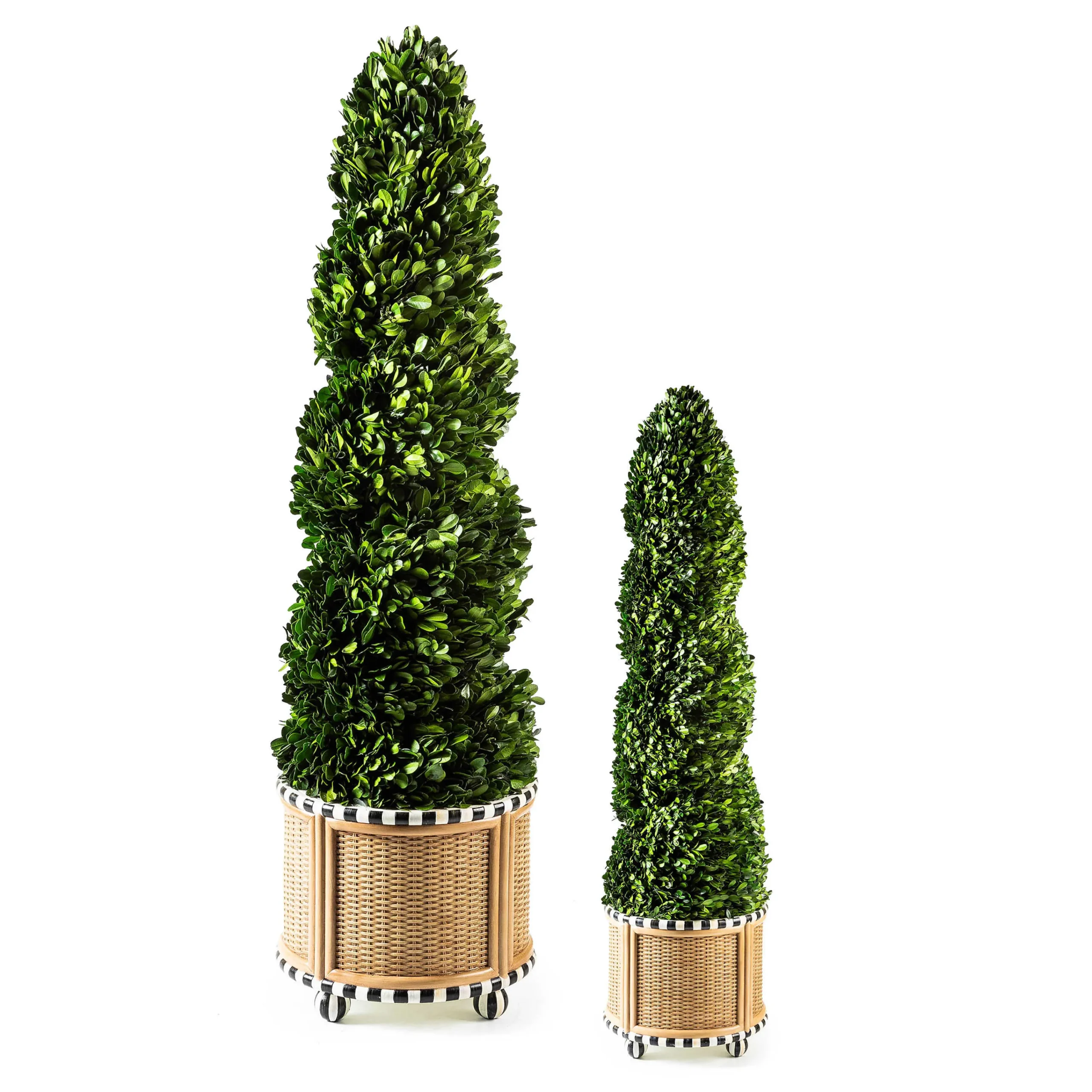 MacKenzie-Childs Basket Weave Spiral Medium Boxwood Topiary| Spring|Greenery & Florals